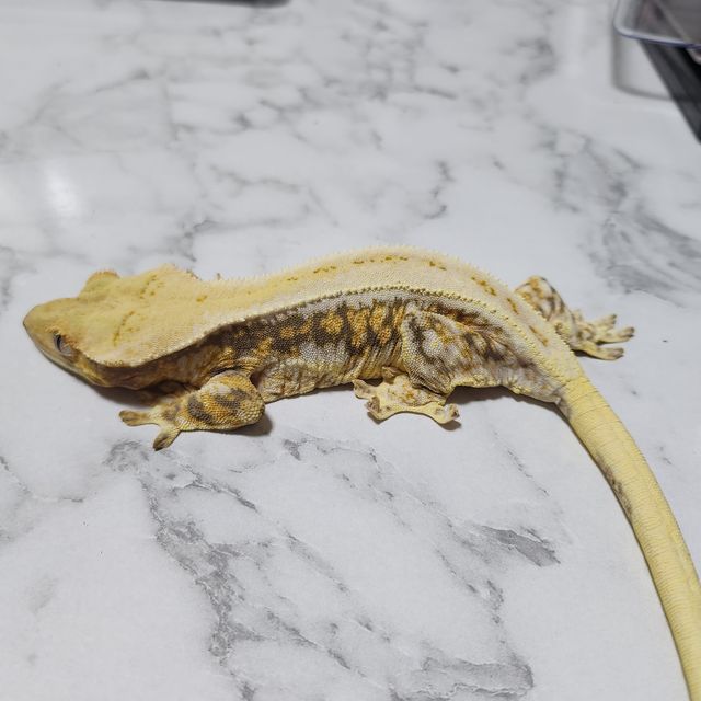 릴리화이트