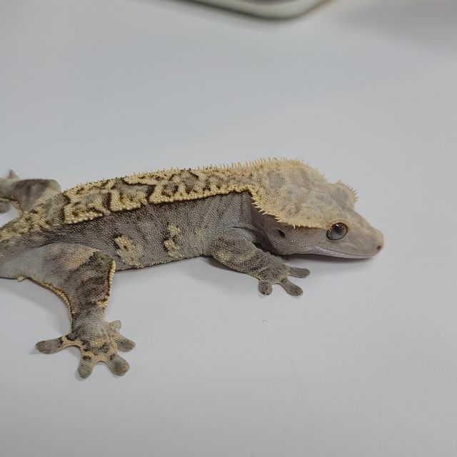 할리퀸