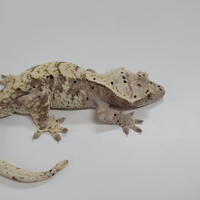 할리퀸 달마시안