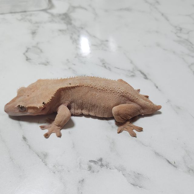 레드 벅스킨