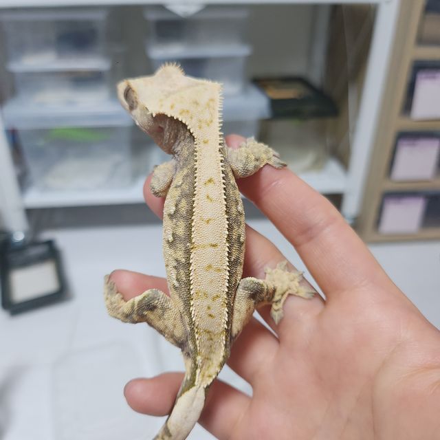 익스트림할리퀸 트라이