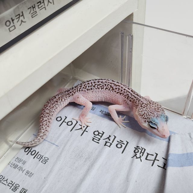 갤럭시
