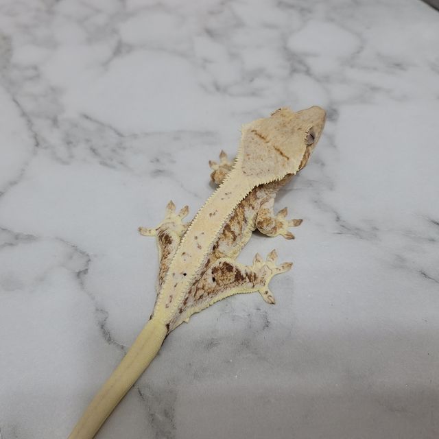 릴리화이트
