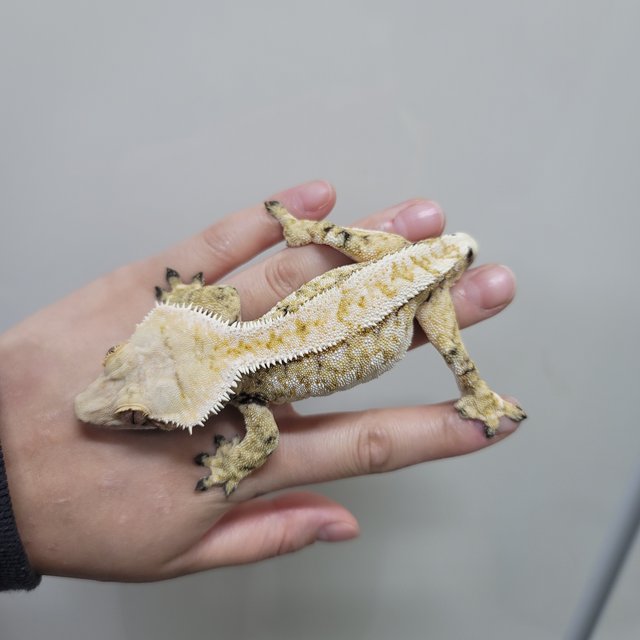 트라이 익스트림할리퀸 드리피 화이트스팟