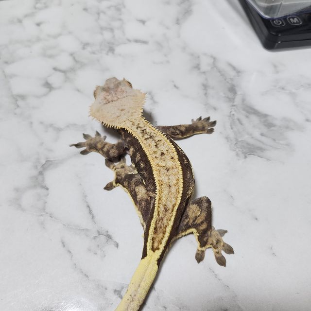 풀핀 할리퀸