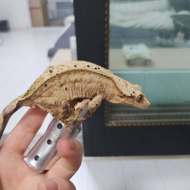 팬텀 달마시안 옐로우