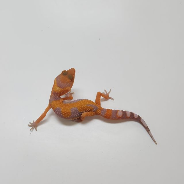 블러드 트램퍼알비노