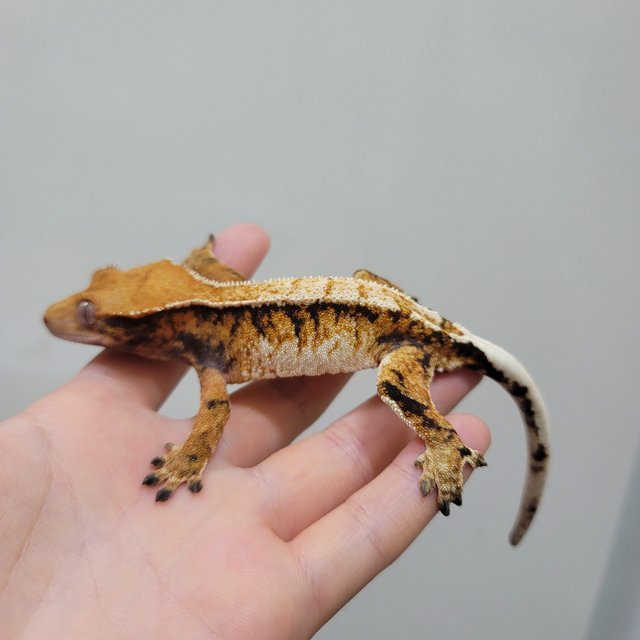 트라이 익스트림할리퀸