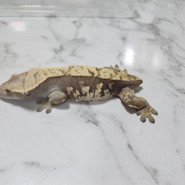 할리퀸