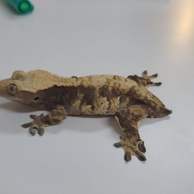 할리퀸