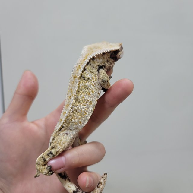 트라이 익스트림할리퀸 드리피 화이트스팟