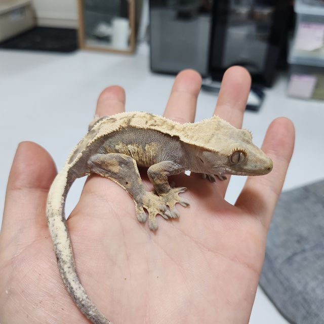 할리퀸