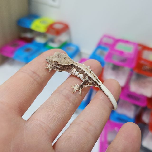 프라푸치노
