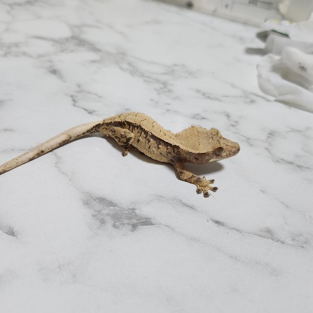 익스트림할리퀸