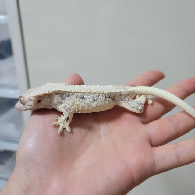 릴리화이트 솔리드백