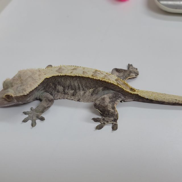 할리퀸