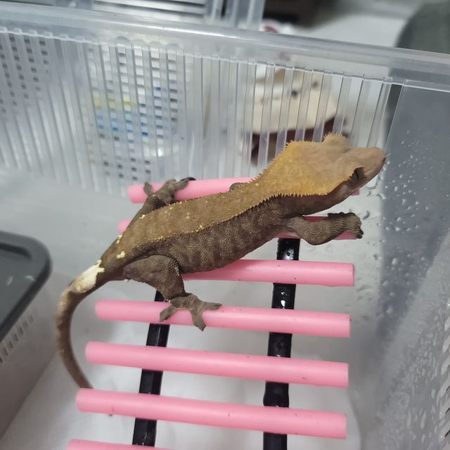 카푸치노