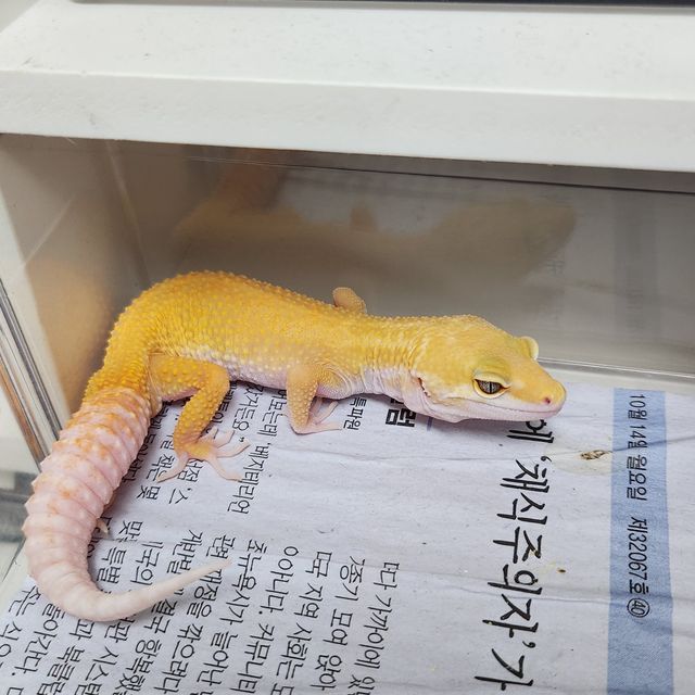 알비노 머피 패턴리스