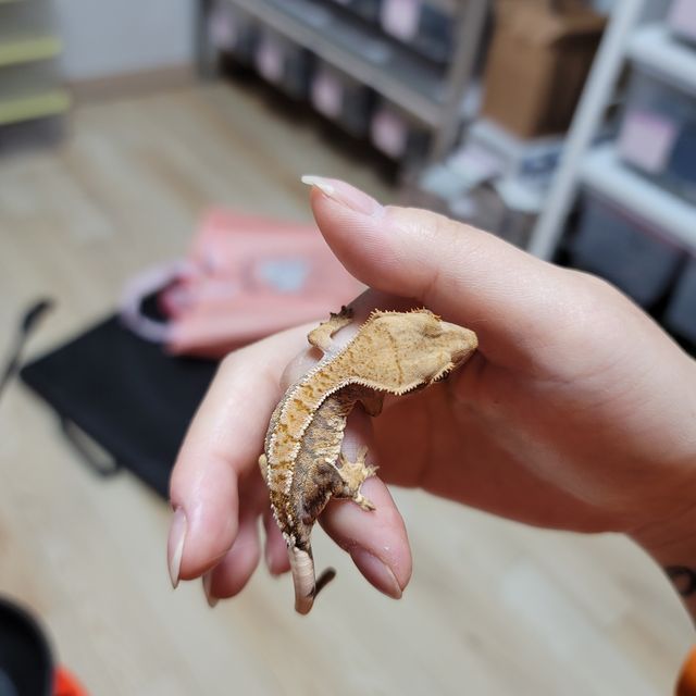트라이 익스트림할리퀸