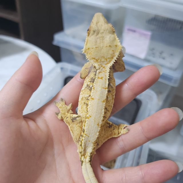 트라이 익스트림할리퀸