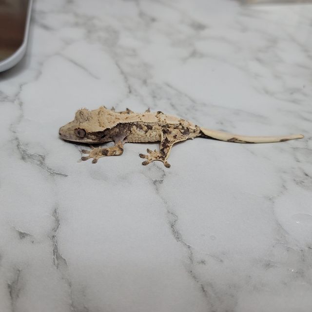 드리피 화이트스팟
