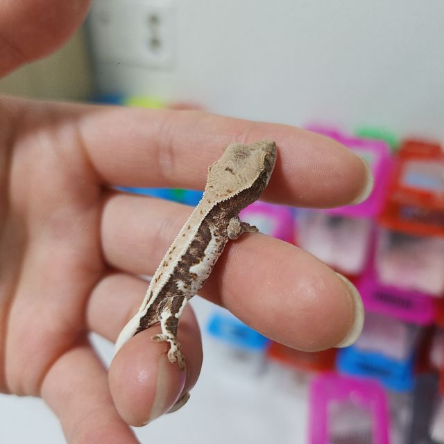 프라푸치노