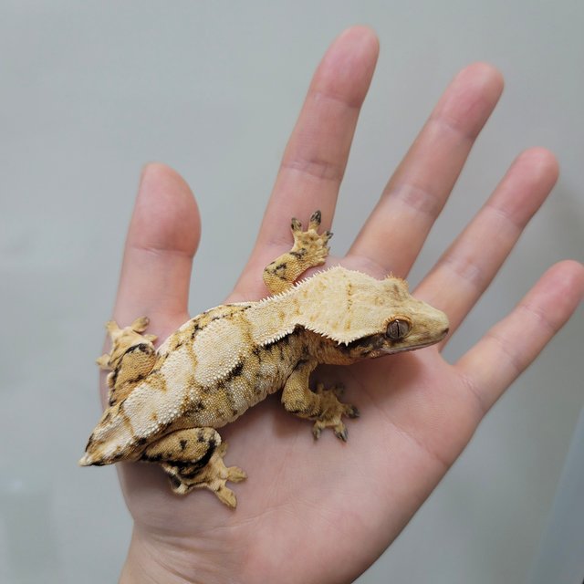 트라이 익스트림할리퀸 드리피 화이트스팟