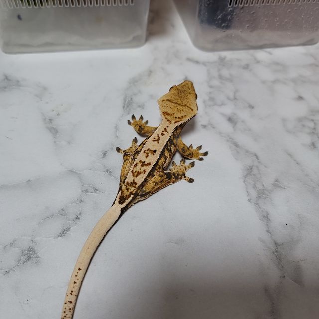트라이