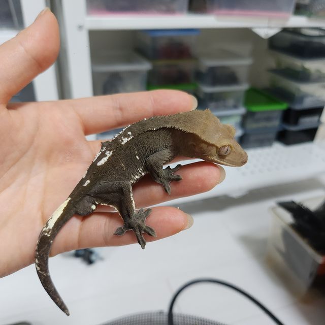 아잔틱
