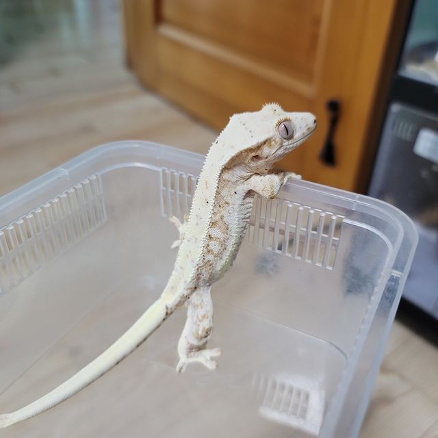 릴리화이트 크림