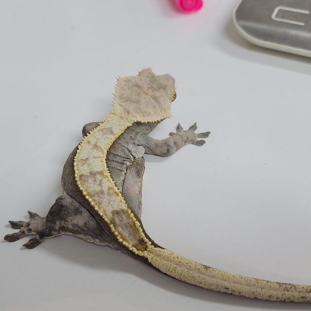 할리퀸