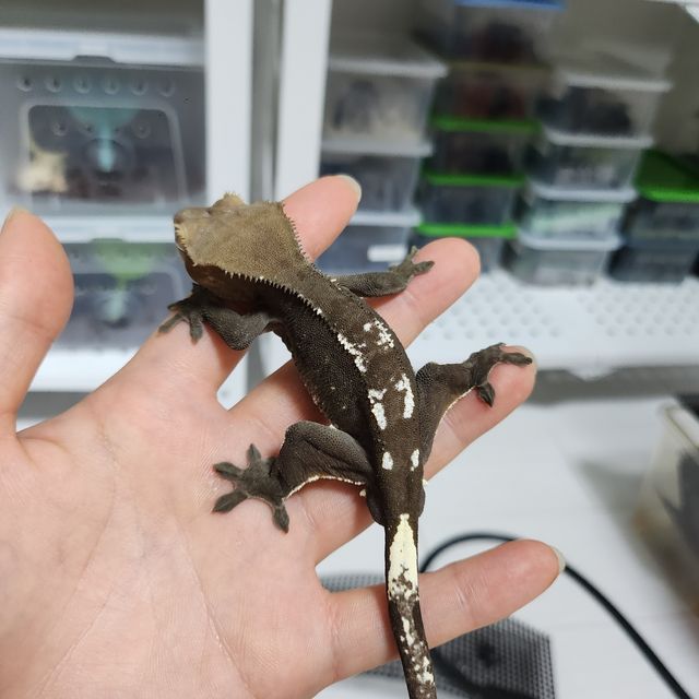 아잔틱