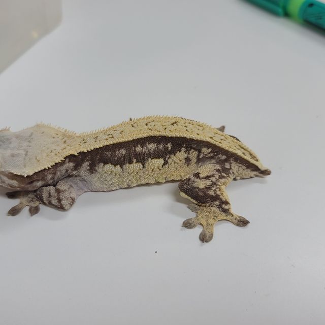 풀핀 쿼드