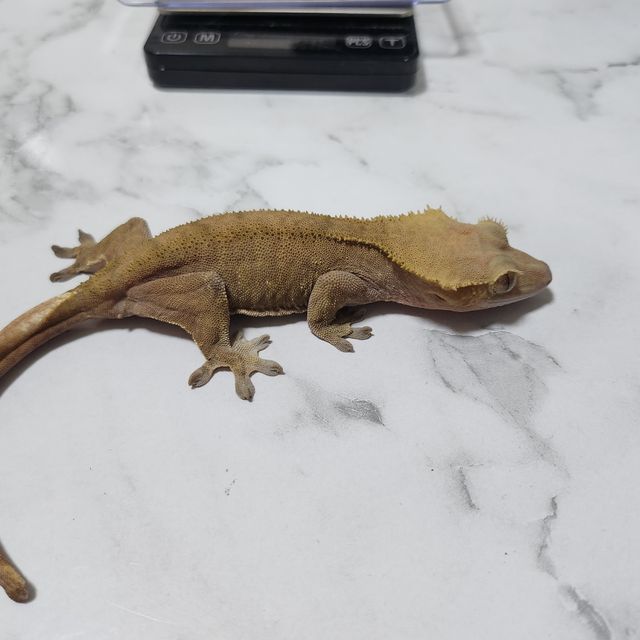 벅스킨