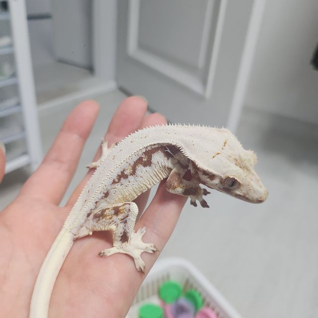 릴리화이트 레드