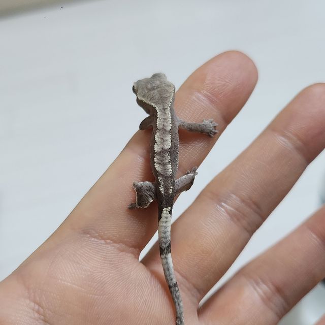 아잔틱