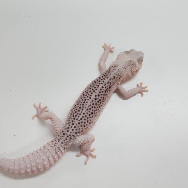 갤럭시