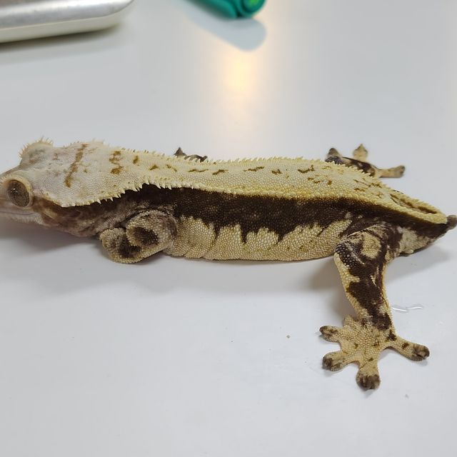 풀핀 쿼드