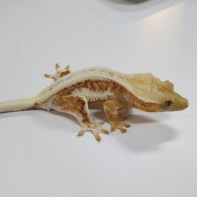 크림 릴리화이트