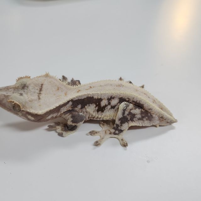 릴리화이트