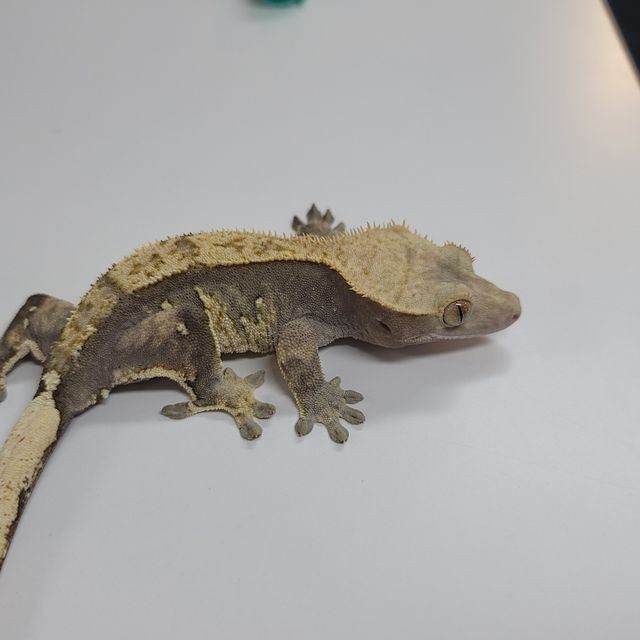 할리퀸