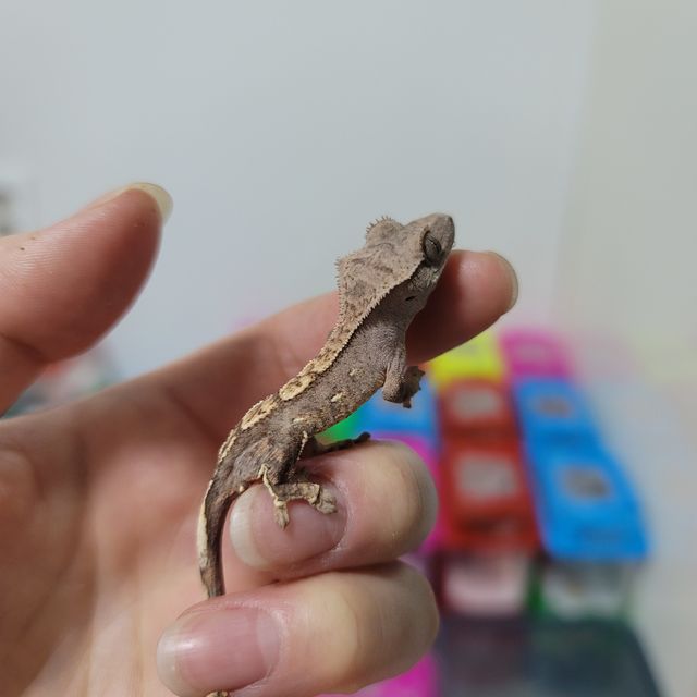 노멀