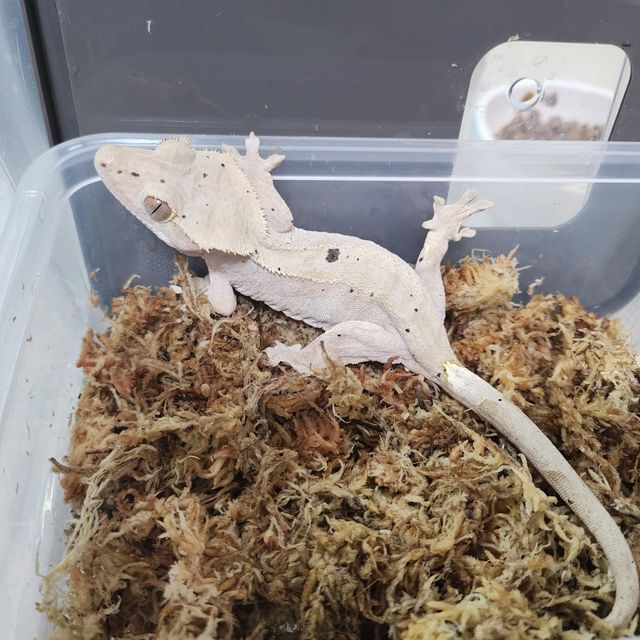 레드 달마시안