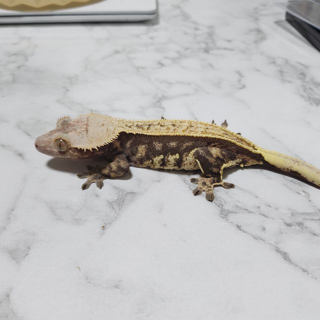 풀핀 할리퀸