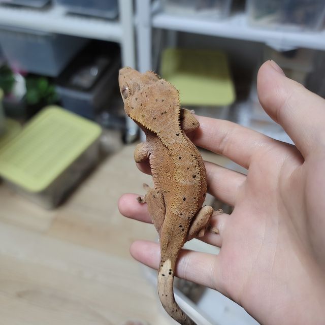 달마시안