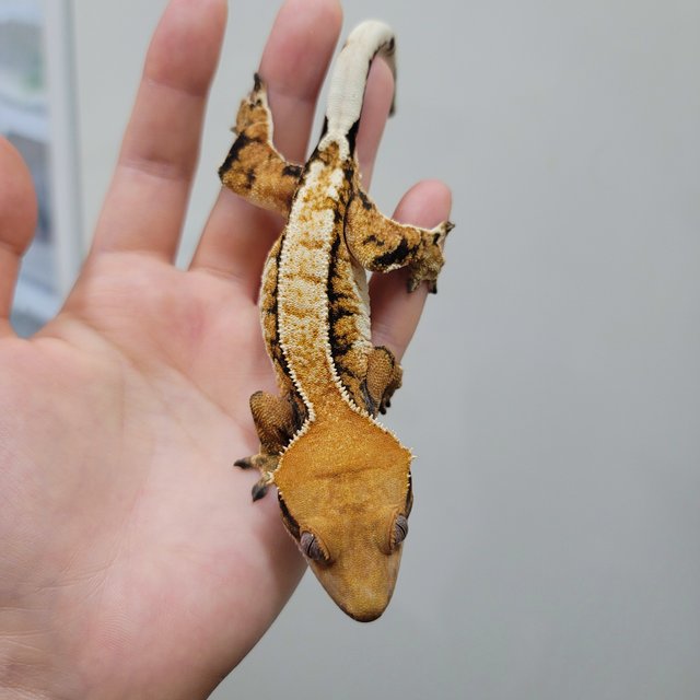 트라이 익스트림할리퀸