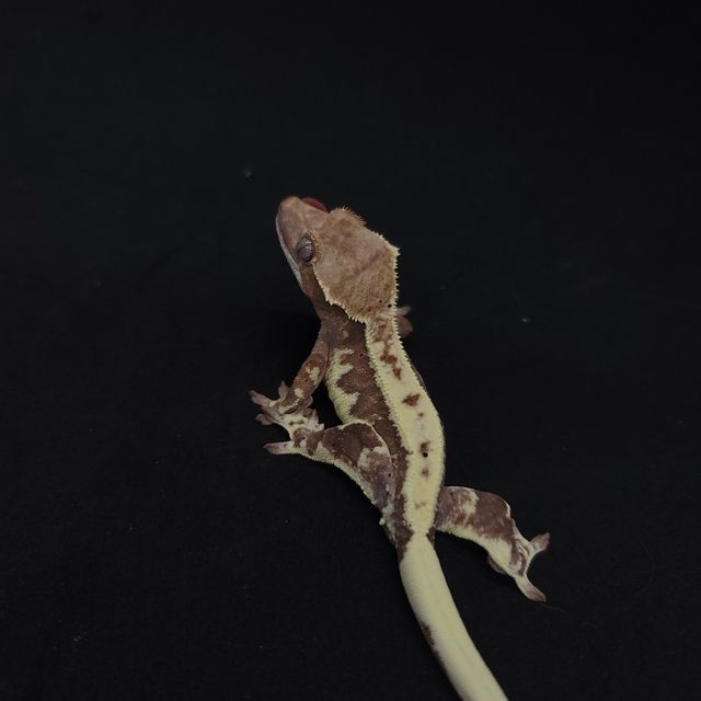 프라푸치노