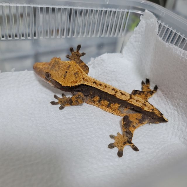 할리퀸