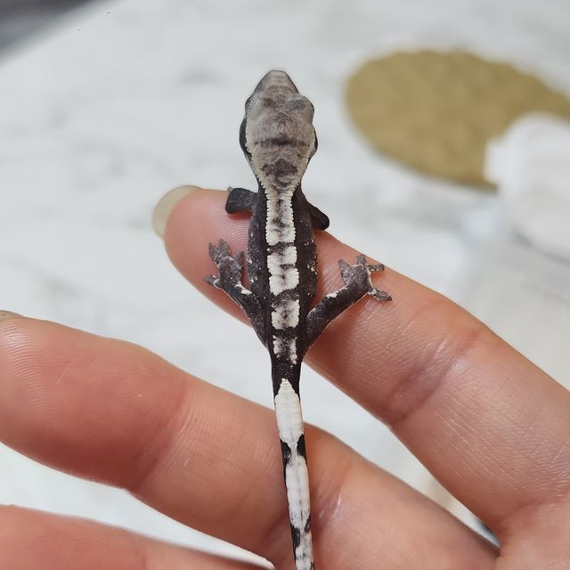 아잔틱