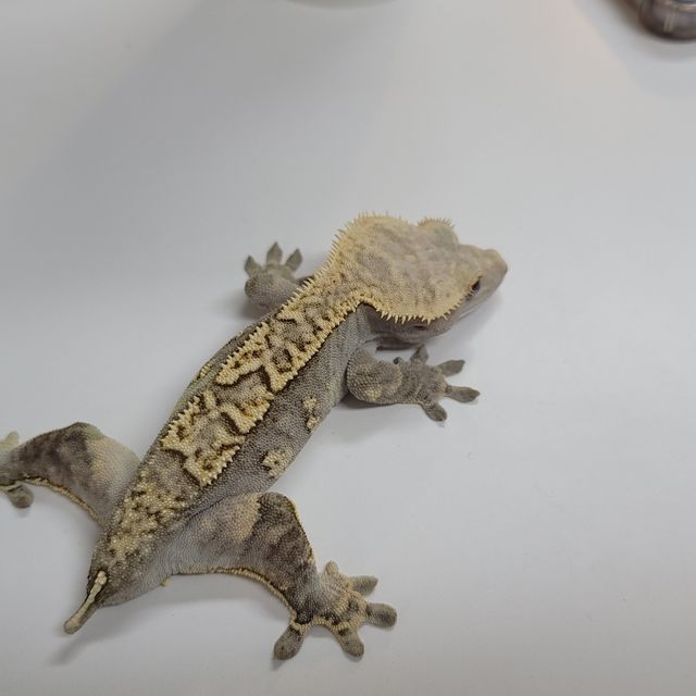 할리퀸